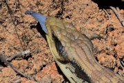 Common Blue-tongue Lizard (Tiliqua scincoides)